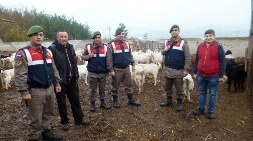 Dağda Kaybolan K&uuml;&ccedil;&uuml;kbaş Hayvanlar Jandarma Tarafından Bulundu