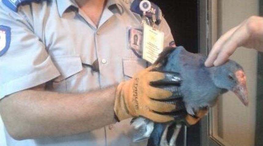 Artvin&rsquo;de U&ccedil;amayan Saz Horozu Tedavi Altına Alındı