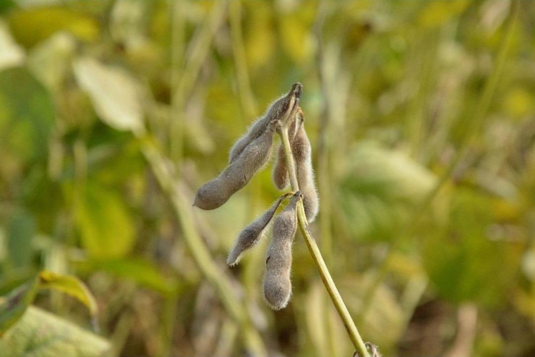 T&uuml;rkiye&rsquo;nin Soya İhtiyacının Y&uuml;zde 60&rsquo;ı Adana&rsquo;dan