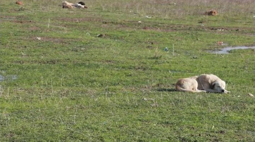B&uuml;y&uuml;kşehir, Sokak Hayvanlarını Da Unutmadı