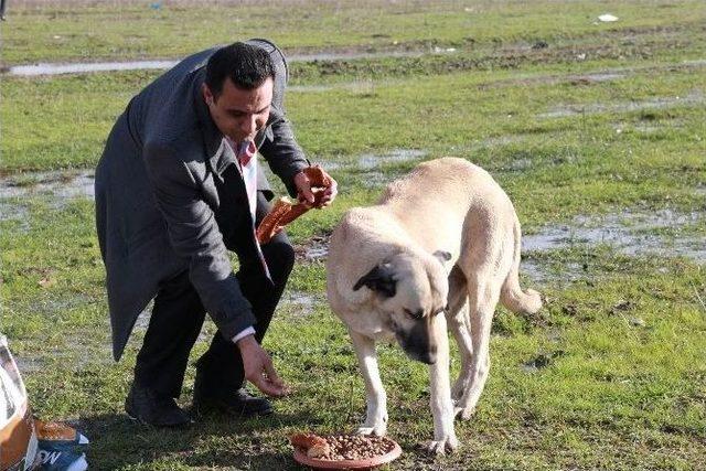 Büyükşehir, Sokak Hayvanlarını Da Unutmadı