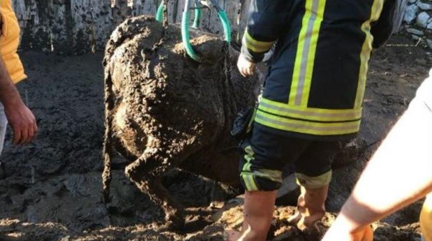 Gübre Çukuruna Batan İneği İtfaiye Kurtardı