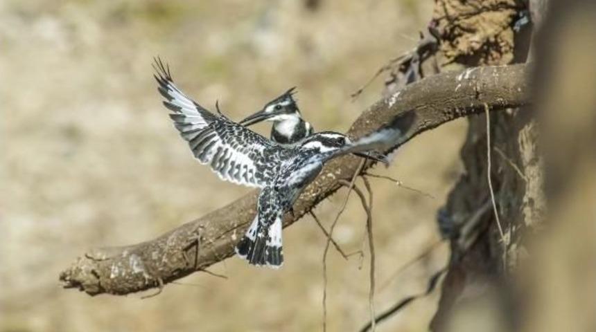 Alaca Yalı&ccedil;apkınları Dicle Vadisi'nde G&ouml;r&uuml;nt&uuml;lendi