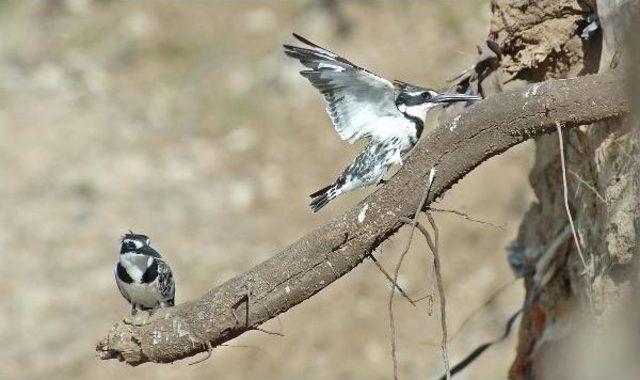 Alaca Yalıçapkınları Dicle Vadisi'nde Görüntülendi