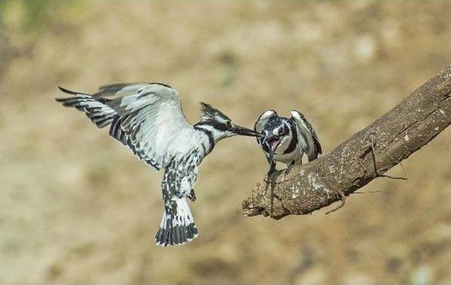 Alaca Yalıçapkınları Dicle Vadisi'nde Görüntülendi