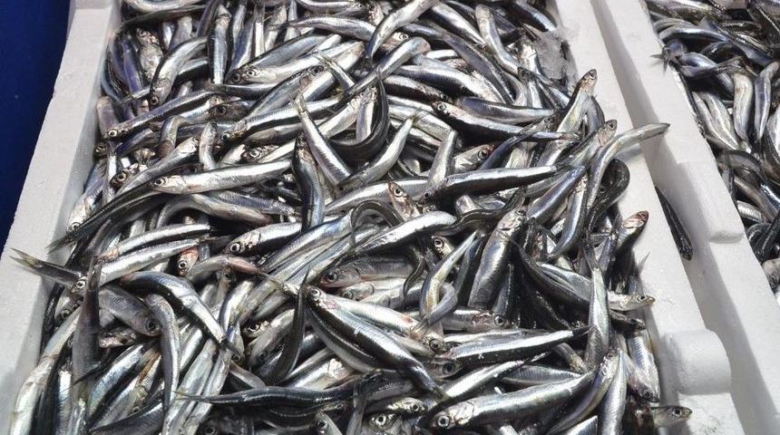 Sinop&rsquo;ta Hamsi Yeniden Tezgahlarda