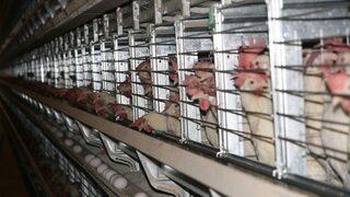 (özel Haber) Kuzey Irak’a Yumurta İhracatı