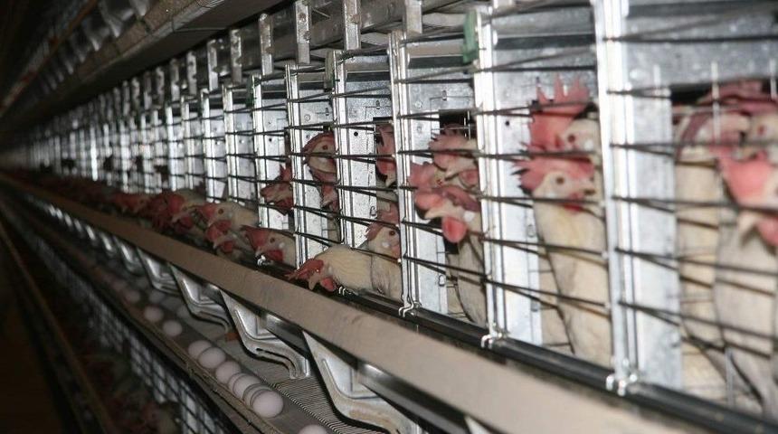 (özel Haber) Kuzey Irak’a Yumurta İhracatı