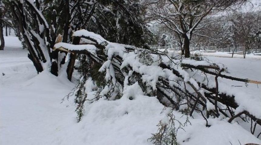 Ağa&ccedil;lar Da Kar Yağışına Dayanamadı
