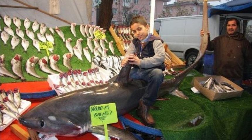 (&ouml;zel Haber) K&ouml;pek Balığı Pazara İndi