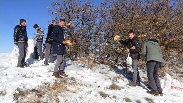 Yozgat Belediyesi Yaban Hayvanları İçin Doğaya Yem Bıraktı