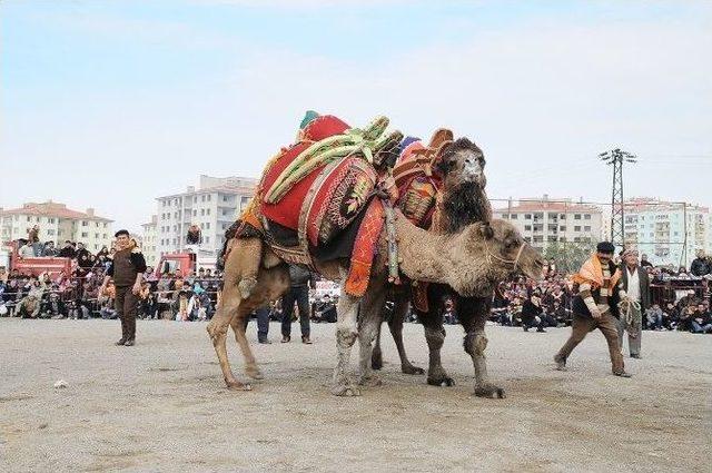 &Ccedil;iğli Deve G&uuml;reşleriyle Şenlenecek 1