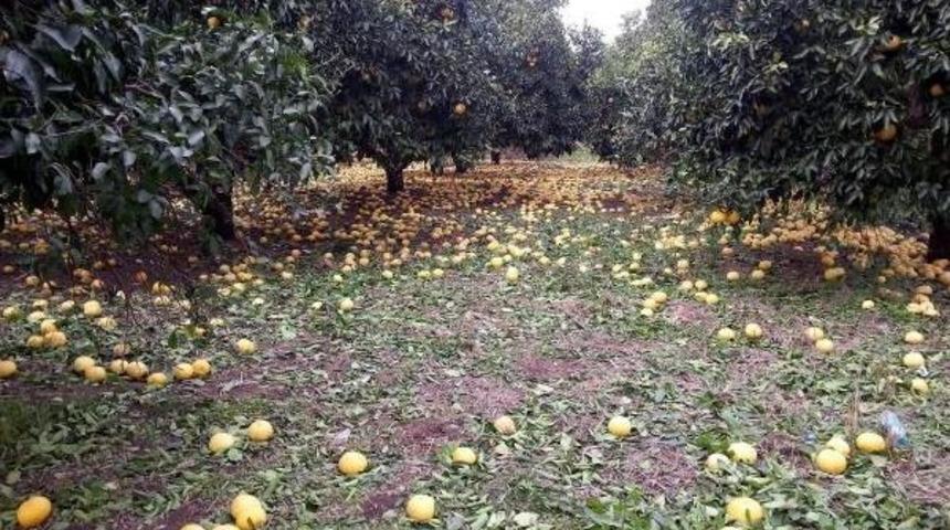 Ortaca Ziraat Odası: Doğal Afet Nedeniyle &Ccedil;ift&ccedil;inin Borcu Ertelensin