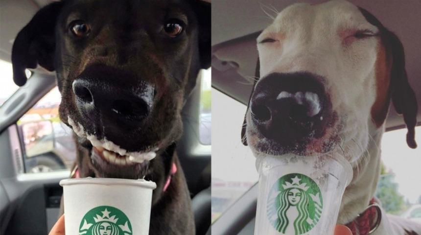 Starbucks’tan Köpeğinize Özel Bir İçecek: Puppucino