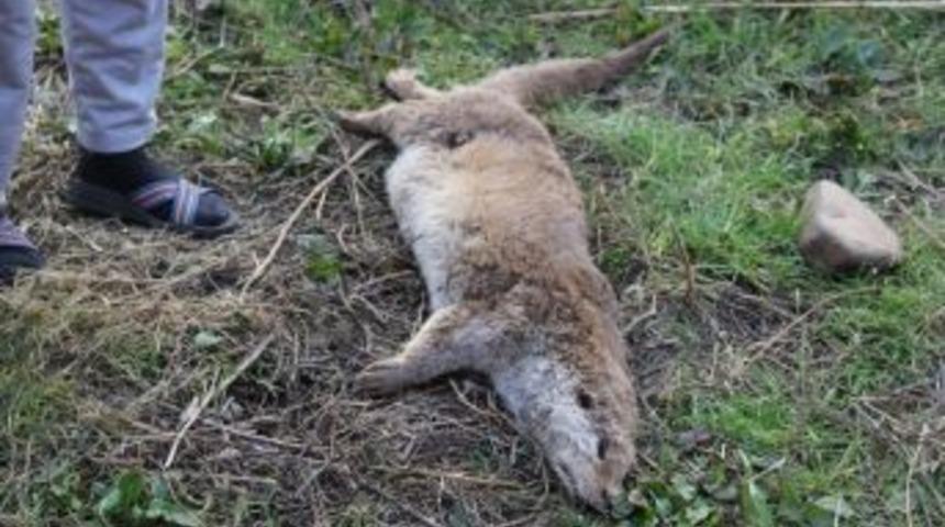 Diyarbakır&rsquo;da Nesli T&uuml;kenmekte Olan Su Samuru &Ouml;l&uuml; Olarak Bulundu