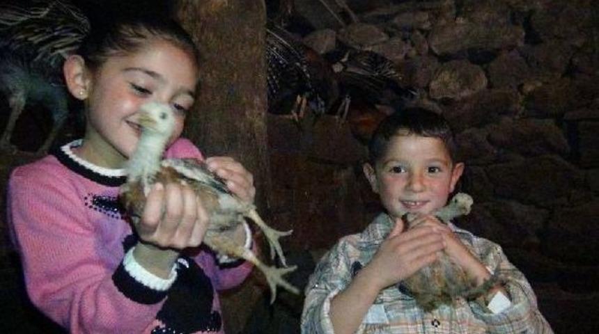 Kuş gribinin horoz sesine hasret bıraktığı k&ouml;yler