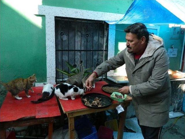 (özel Haber) Emekli Akademisyen Sokak Hayvanlarına Babalık Yapıyor