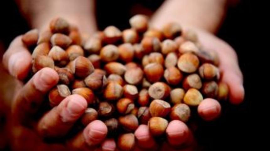 Fındıkta Fiyat Karmaşası S&uuml;r&uuml;yor