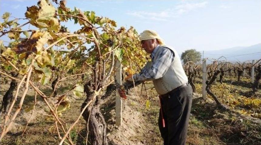 Sarıg&ouml;l&rsquo;de Bir Yandan Hasat, Diğer Yandan Budama