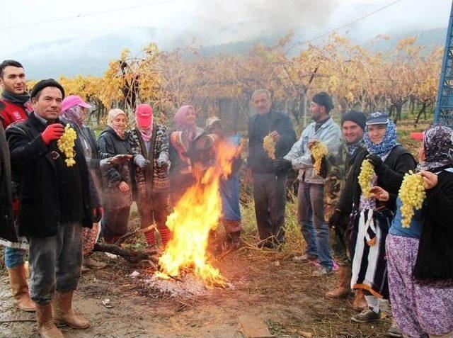 Sarıg&ouml;l&rsquo;de Bir Yandan Hasat, Diğer Yandan Budama 1