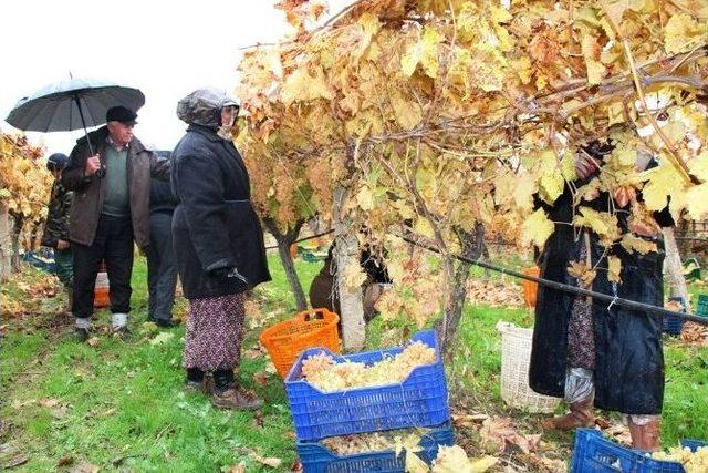 Sarıg&ouml;l&rsquo;de Bir Yandan Hasat, Diğer Yandan Budama 2