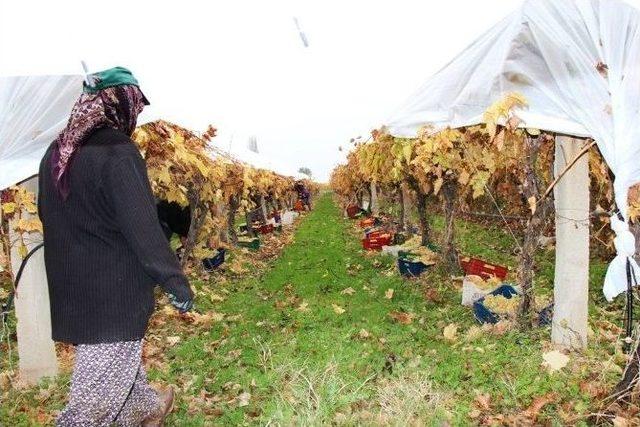 Sarıg&ouml;l&rsquo;de Bir Yandan Hasat, Diğer Yandan Budama 3
