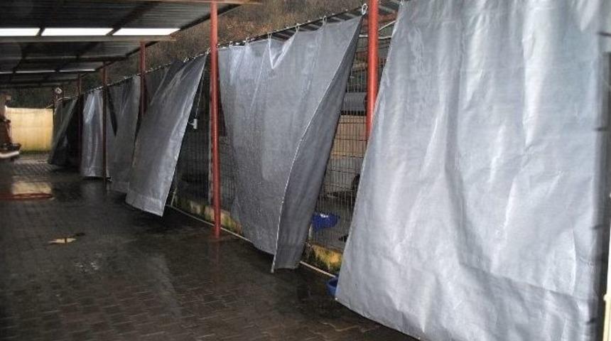 Sokak Hayvanlarına Doğal Yaşam Alanı Yapılıyor