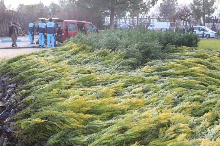 Ücretsiz Fidana Vatandaştan Büyük İlgi G2