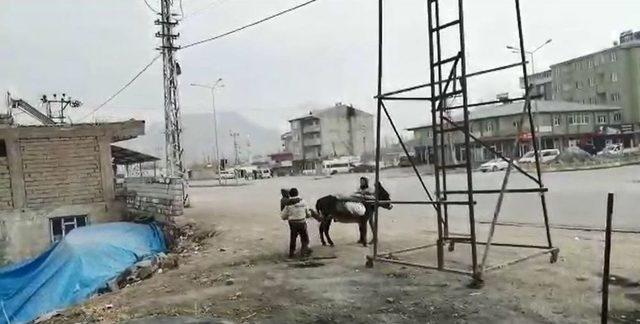 Ağrı’da Eşeğe Binemeyen Çocukların Komik Anları