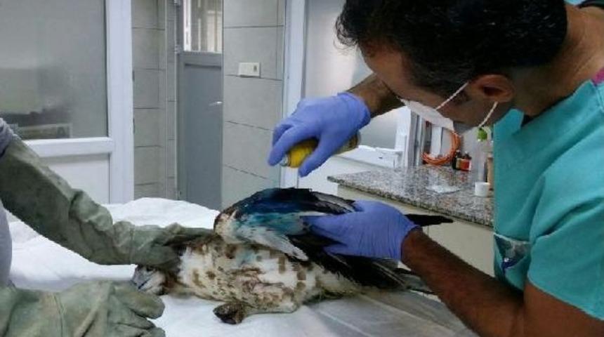 Yaralı Kartal Tedavi Altında