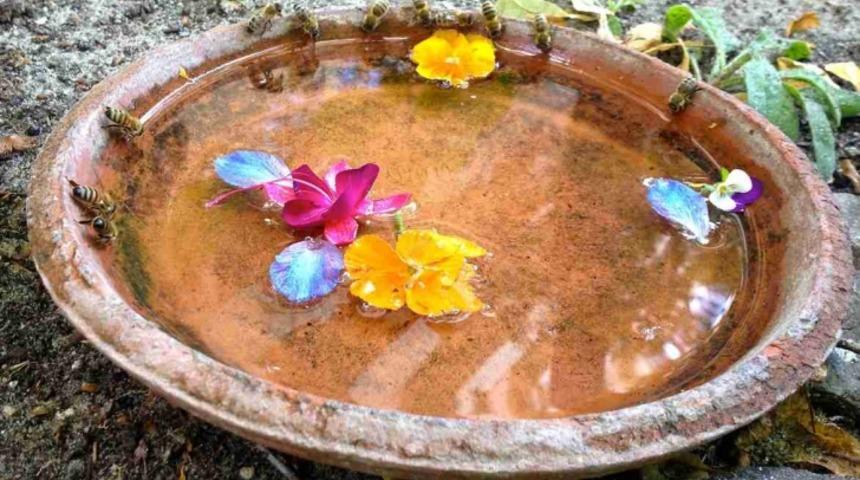 Tanrıların Mitolojik Yiyeceği; Bal