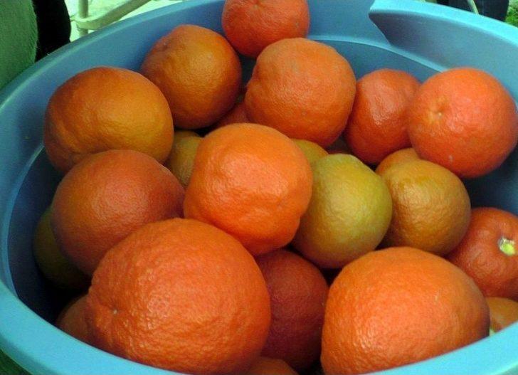 Sokaklardaki Turunçlar Bursa Dönüşüyor G3