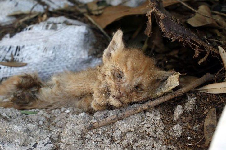 Aynı Yerde İki Haftada İkinci Vahşet G2