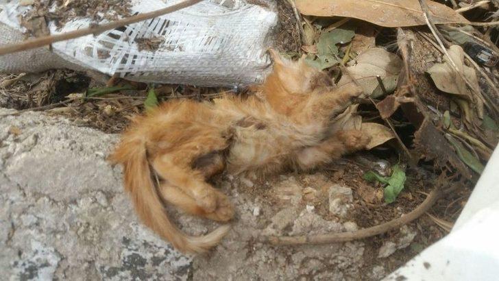 Aynı Yerde İki Haftada İkinci Vahşet G4