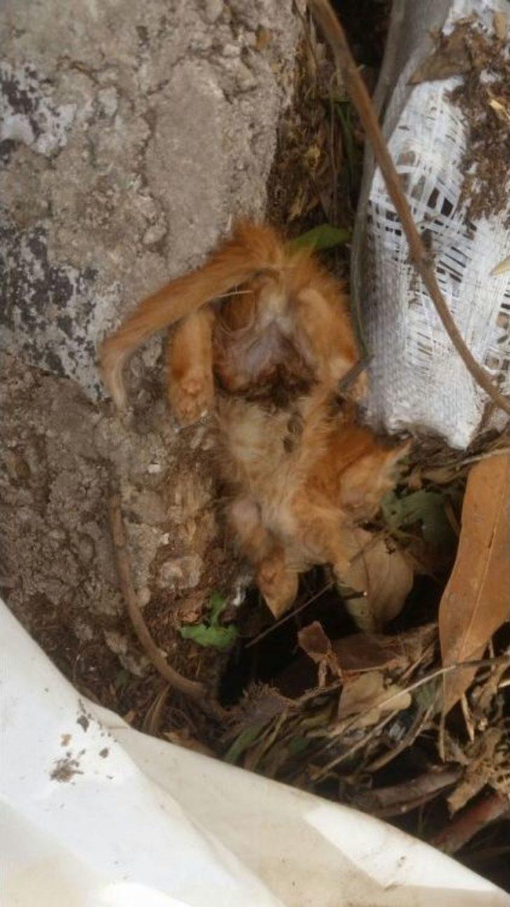 Aynı Yerde İki Haftada İkinci Vahşet G5