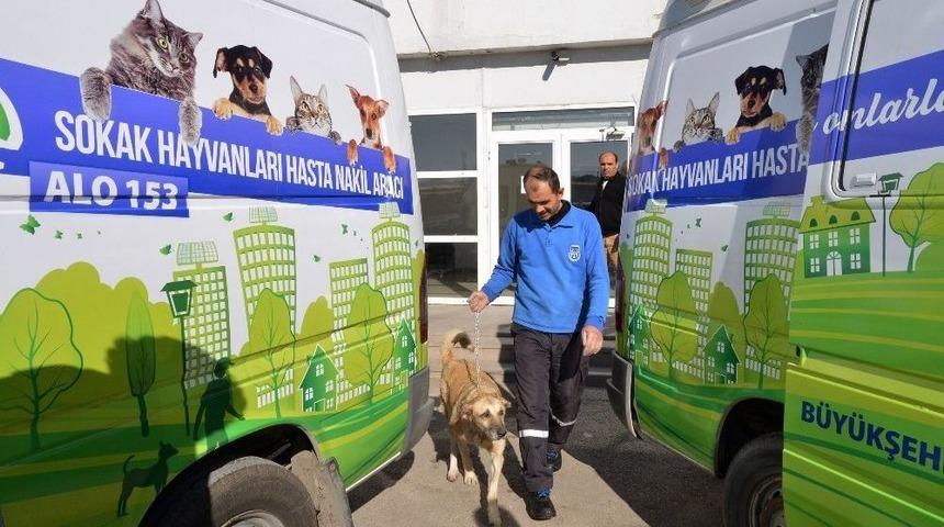 Sokak Hayvanları B&uuml;y&uuml;kşehirin Koruması Altında