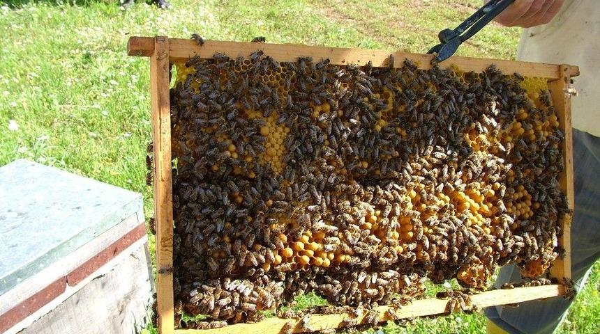 T&uuml;rkiye&rsquo;nin Arı &Uuml;reticileri İstanbul&rsquo;da Buluşuyor