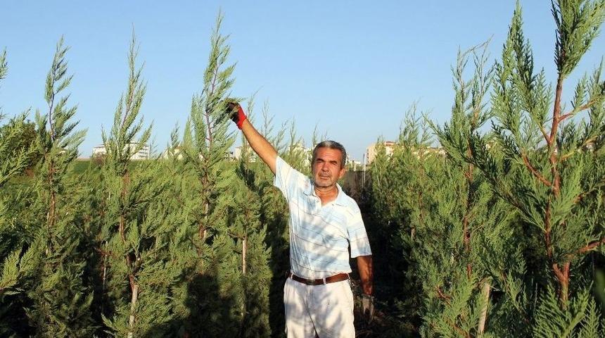 Yaz Kış Yeşil Kalan Bitkiye B&uuml;y&uuml;k Talep