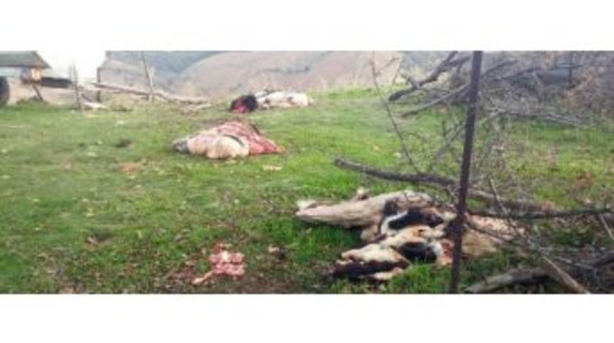 Vicdansız Et Hırsızları Hamile İneği Kesti