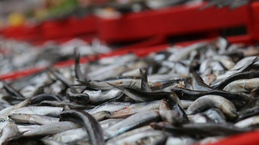 Balıklar Tezgahlarda Yerini Aldı
