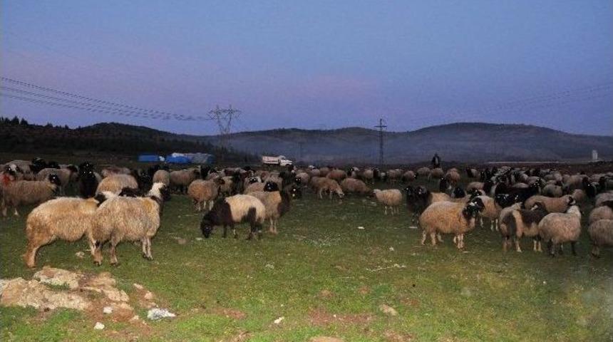 G&ouml;&ccedil;erler K&uuml;&ccedil;&uuml;kbaş Hayvanlarına Otlak Arıyor