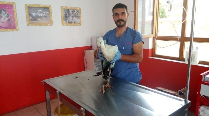 Yedaş Ekipleri Tarafından Bulunan Yaralı Leylek Tedavi Altına Alındı