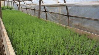 Lavanta Fidanının Üretim Üssü Eğirdir