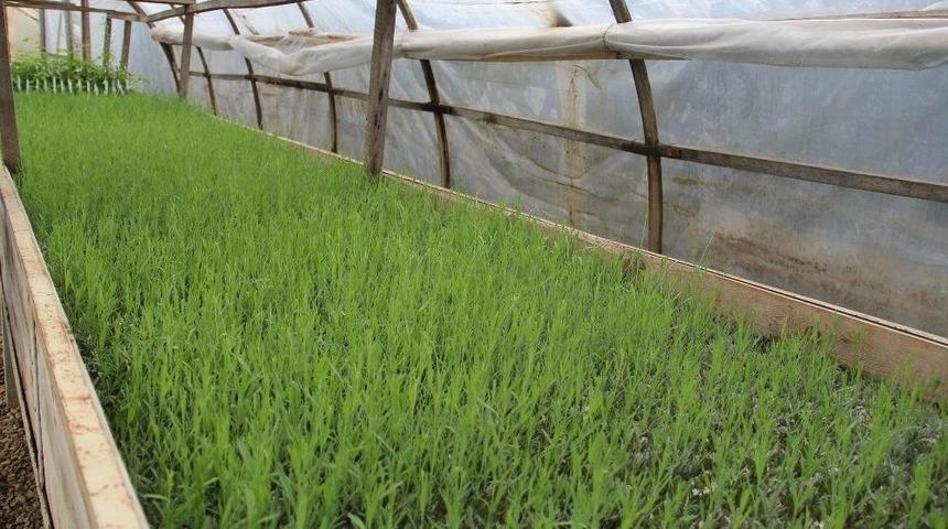 Lavanta Fidanının Üretim Üssü Eğirdir