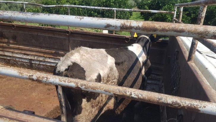 Aydın’da Park Halindeki Kamyonete Tır Çarptı G5