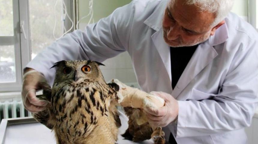 Vurulan &lsquo;puhu&rsquo; Kuşu Tedavi Altına Alındı