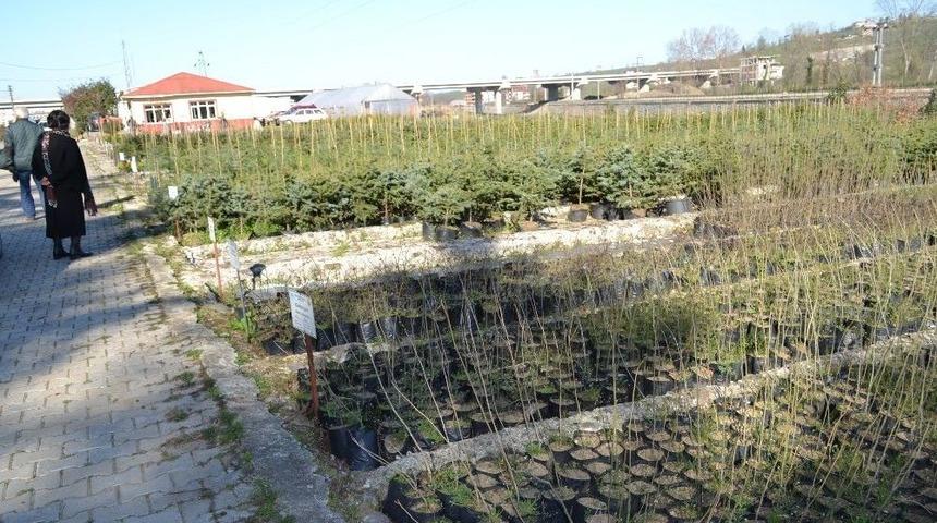 Ordu&rsquo;dan Fidan Fışkırıyor