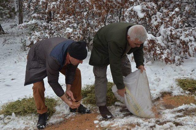 Yaban Hayvanları İçin Doğaya Yem Bırakıldı