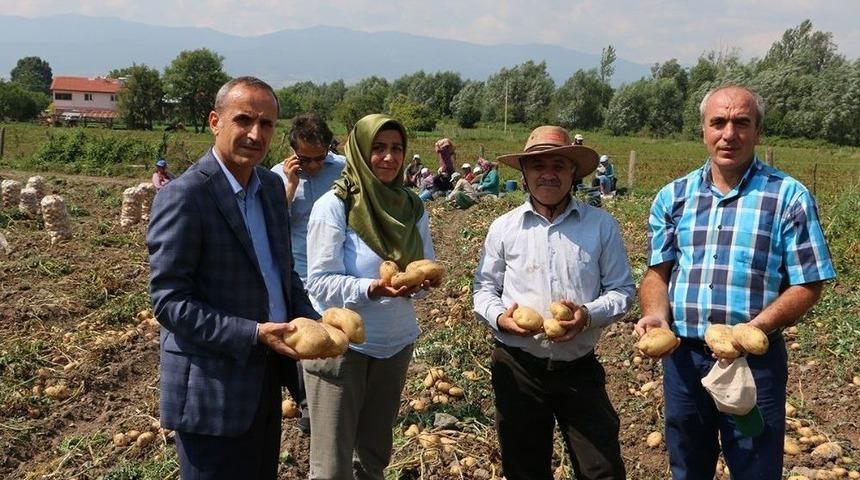 Bolu, Patates Hasatı Başladı
