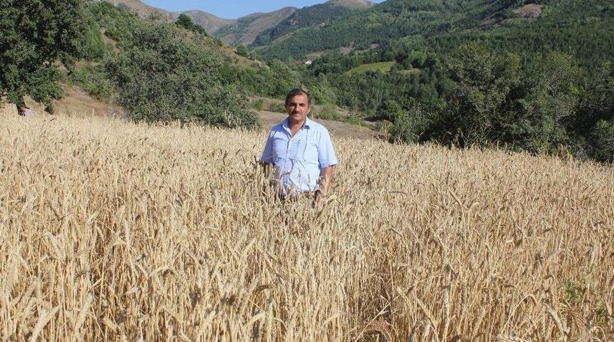 G&uuml;m&uuml;şhane&rsquo;de Kuşlar İ&ccedil;in Ekilen Tarlalar Başak Verdi